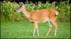 Hert_Shenandoah_NP_(8)_kopie.jpg