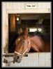 sep_08_Amish0003_kopie.jpg
