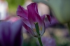 0405_keukenhof_RDB_5867_R.jpg