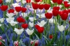 0505keukenhof_RDB_5969_R.jpg
