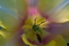 0805_keukenhof_RDB_5848_R.jpg
