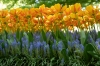 0805_keukenhof_RDB_5980_R.jpg