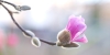 MagnoliaRB_0018_R.jpeg