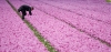 Tulpen_rose_tuinder03R.jpg