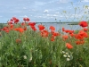 bloem_klaproos_WA_Baan_IMG_3220_R.jpg