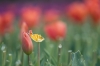 einde_seizoen_Tulpen28R.jpg