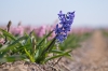 hyacintstandalone_Bollenstreek_0037R.jpg