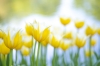 keukenhof_gele_tulp_RDB_6054_R.jpg