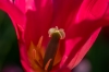 keukenhof_rood1RDB_5818_R.jpg