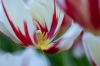 keukenhof_rood2RDB_5806_R.jpg