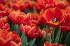 keukenhof_rood3RDB_5911_R.jpg