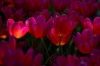 keukenhof_rood4RDB_6085_R.jpg