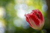 keukenhof_rood5RDB_5963R.jpg