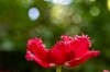 keukenhof_rood7RDB_5954_R.jpg