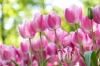 keukenhof_rose2_RDB_5945_R.jpg