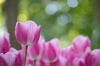 keukenhof_rose3_RDB_5950_R.jpg