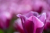 keukenhof_rose4_RDB_6037_R.jpg