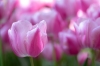 keukenhof_rose_RDB_5939_R.jpg