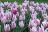 keukenhof_rose_en_rood_RDB_5765_R.jpg