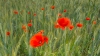 klaprozen_in_graan_Moezeljuni24_0528_R.jpg