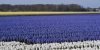 nabijkeukenhof_Bollenstreek_0012R.jpg