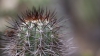 r_cactus_Trompenburg_0118.jpg