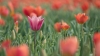 rose_tusen_rood_Tulpen35R.jpg