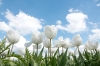 witte_Tulpen46R.jpg