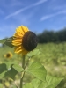 zonnebloem_IMG_7437_R.jpg