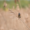 Blauwborst_single_Vogel_093_R.jpg