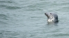 Fauna_grijze_zeehond_Brouwersdam_0109_R.jpg