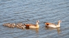 Nijlganzen_met_19_kuikens_vogel_0115R.jpg