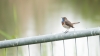 blauwborst_zevenhuizerplas_0017_R.jpg