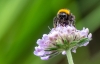 fauna_bij_op_duifkruid_WA_Baan_0057_R.jpg