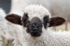 lachende_schaap_lam_de_Meije_0083_R.jpg