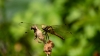 libelle_juni2026_0033_R.jpg