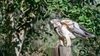 r_aan_tafel_buizerd_vurenfotohut_0704.jpeg