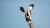 r_opvliegen_buizerd_vurenfotohut_0768.jpeg