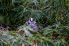 vogel_staartmees_0114_R.jpg
