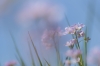 Pinksterbloem_0027_R.jpg