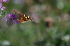 Z_distel_vlinder_limburg_sep26_0027.jpg