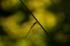 a2_libellev_DSC04883_bewerkt-1.jpeg
