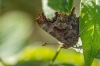 gehakte_aurelia_Loetbos053_R.jpg