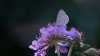 vlinder_0018_boomblauwtje_R.jpg