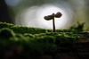 Paddenstoel_Dorst_2026_0079_tegenlicht_Z.jpg
