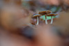 Paddenstoel_Dorst_2026_0153_allinthefamily_Z.jpg