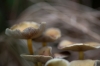 paddenstoelen_de_Haak_Wdenseverlaat_0107R.jpg