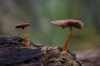 paddenstoelen_de_Haak_Wdenseverlaat_0153R.jpg