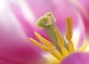 01Keukenhof_13_0120.jpg