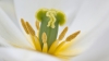 01_Keukenhof_13_0193_kopie.jpg